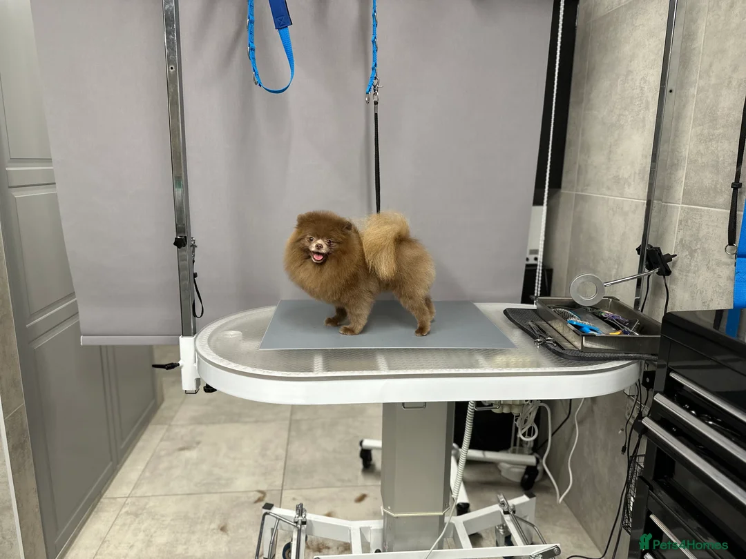 Pomeranian dogs for stud: Lilac and tan carrier tiny boy for stud in Lanark - Advert 7