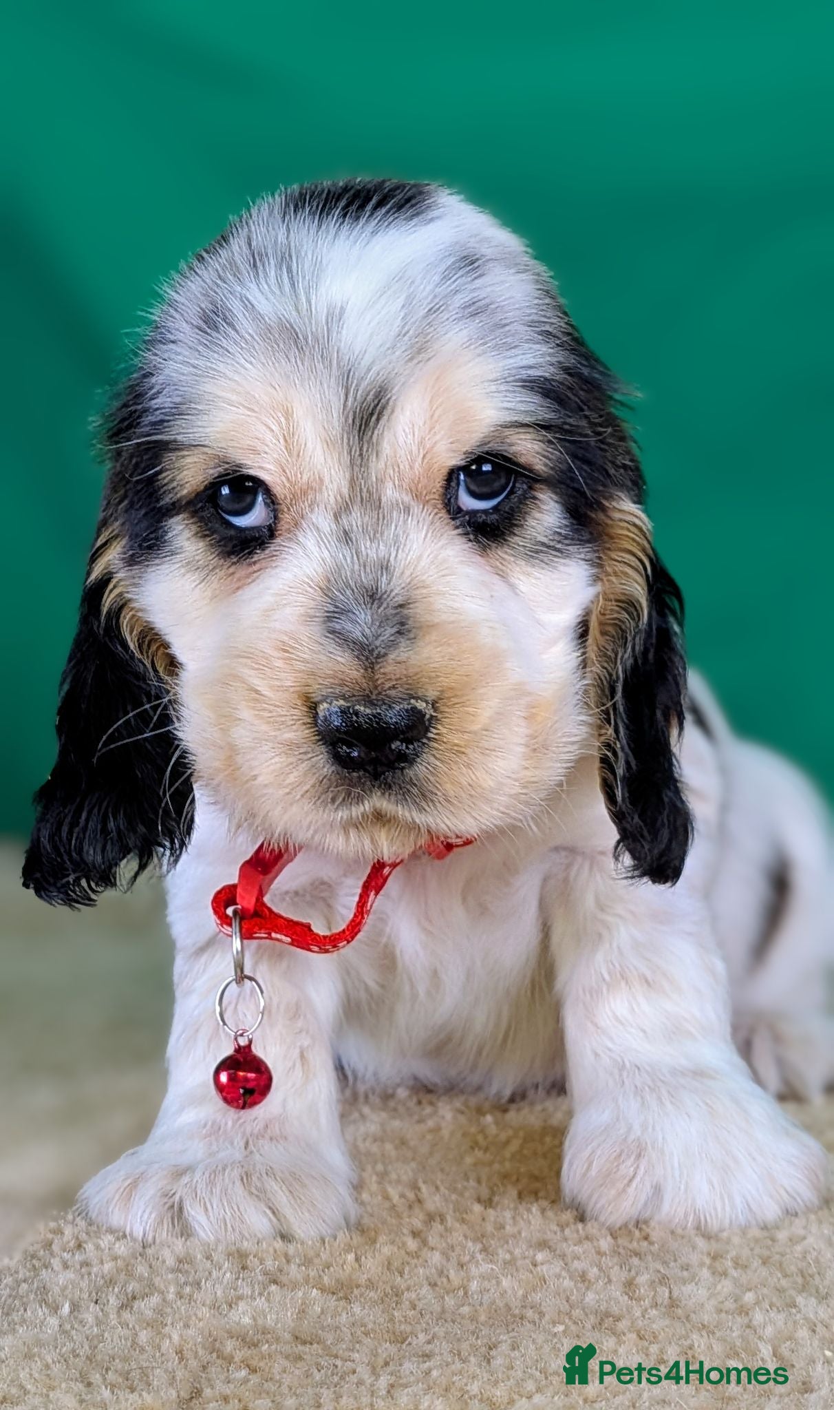 Cocker Spaniel dogs for sale: Very Special Show Cocker Spaniel Puppies - Advert 1
