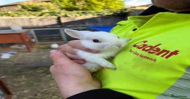 Lionhead rabbits - Advert 11