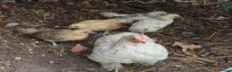 Chickens poultry for sale: Bantam cockerel and chicks looking for new homes  - Advert 7