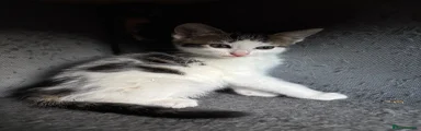 British Shorthair 3