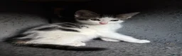 British Shorthair cats for sale: Ready to good home  - Advert 2