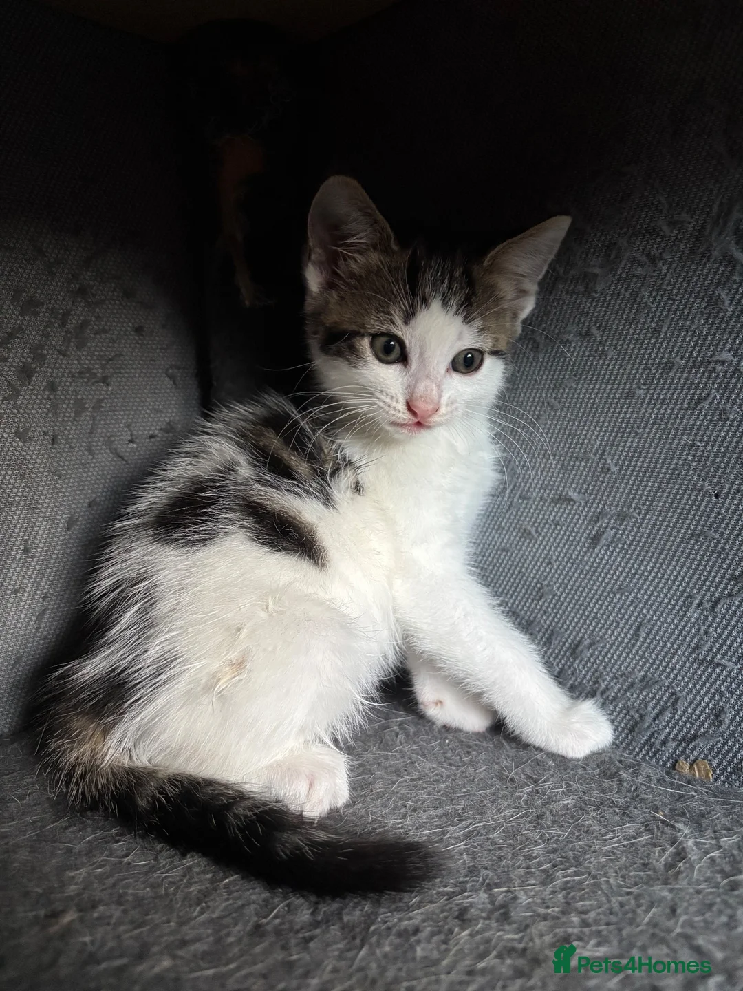British Shorthair cats for sale: Ready to good home  - Advert 2