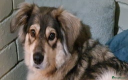 Mixed Breed dogs for sale: 5 Year Old Husky x Collie Girl  - Image 6