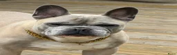 French Bulldog dogs for sale: Male French Bulldog 9 years Old - Advert 8