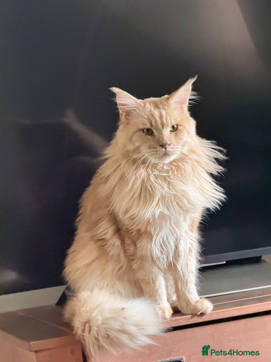 Maine Coon cats for sale: Cream beautiful and fluffy kittens  in Oxford - Image 6