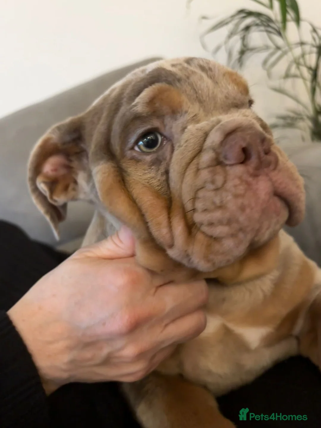 English Bulldog dogs for sale: Bulldog Puppies Champion bloodlines - Advert 33