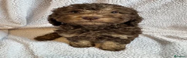 Cockapoo Puppy 7