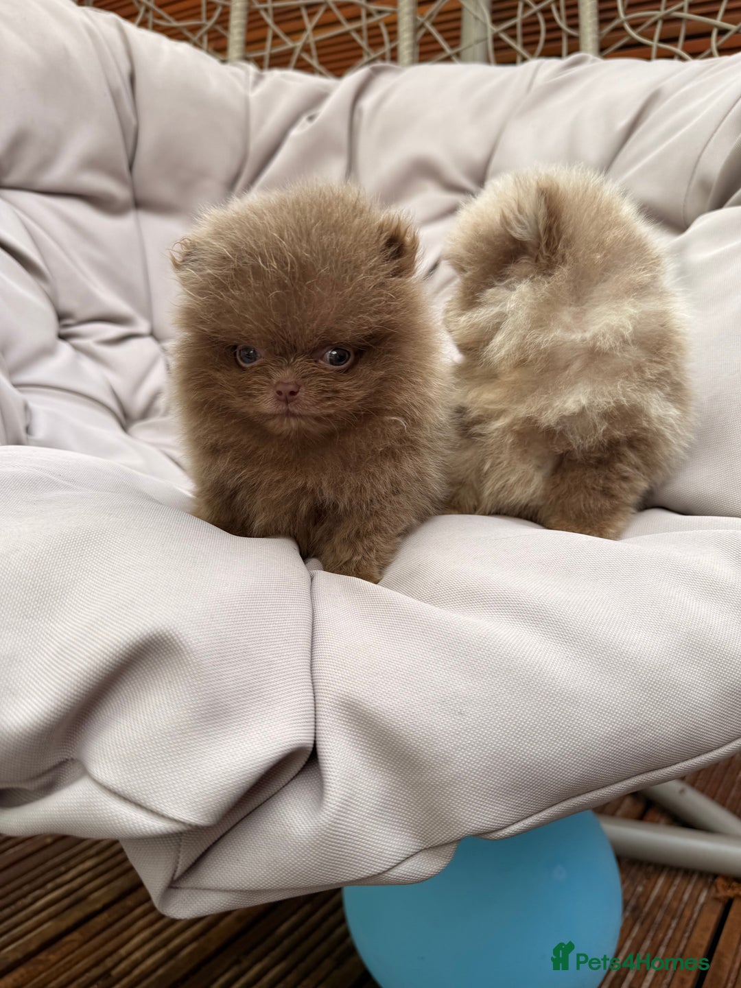 Pomeranian dogs for sale: Super Quite teddy bear Pomeranians puppy’s  - Image 16