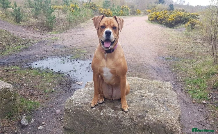 Mixed Breed dogs - Advert 1