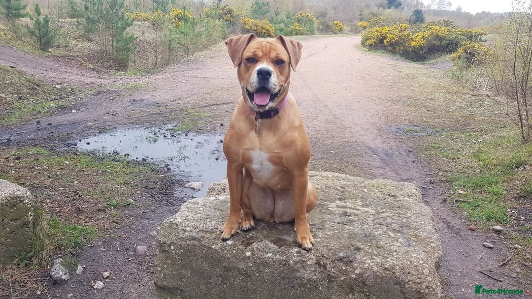 Mixed Breed dogs for sale: Rottweiler X Bullmastiff - Image 1
