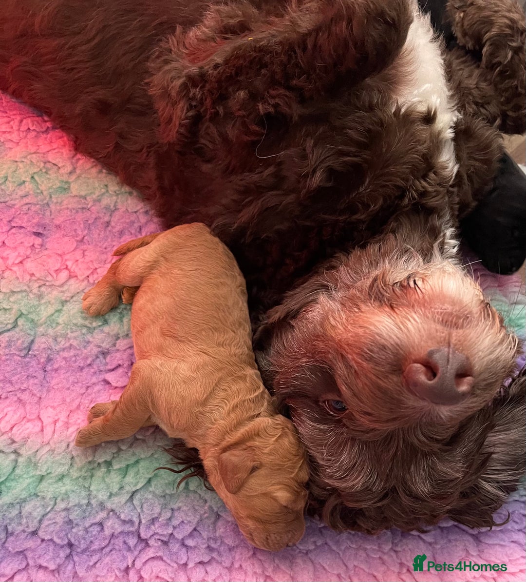 Labradoodle dogs for sale: ⭐️Miniature Multigen Labradoodle Puppies⭐️ - Advert 9