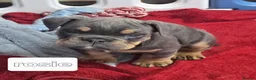 Mixed Breed dogs for sale: Olde English bulldog puppies  - Advert 14