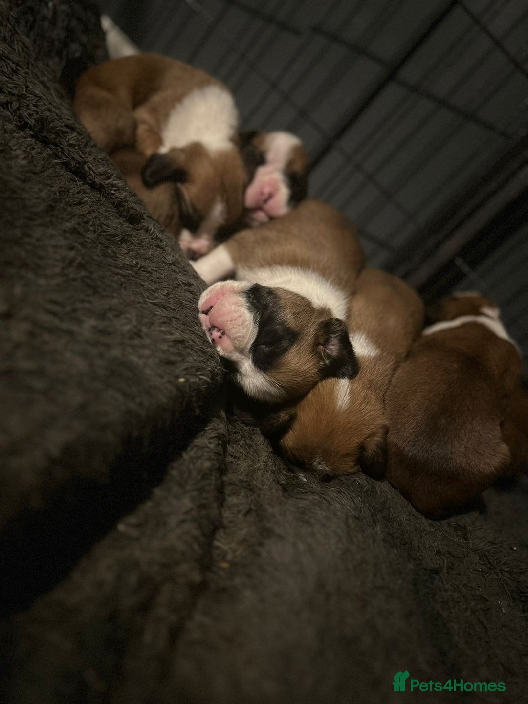 Boxer dogs for sale: Boxer babies - Advert 31