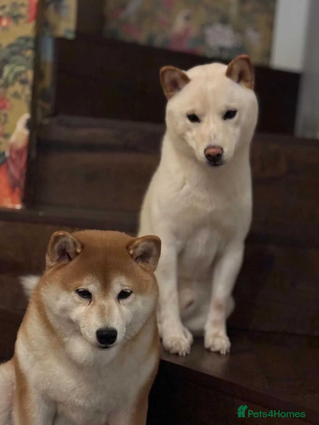 Japanese Shiba Inu dogs for sale: Kennel club registered Shiba Inu puppies  - Advert 2