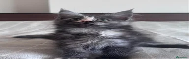 Maine Coon 4
