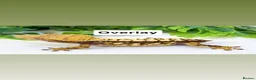 Gecko reptiles for sale: Updated Mixed crested geckos  - Advert 5