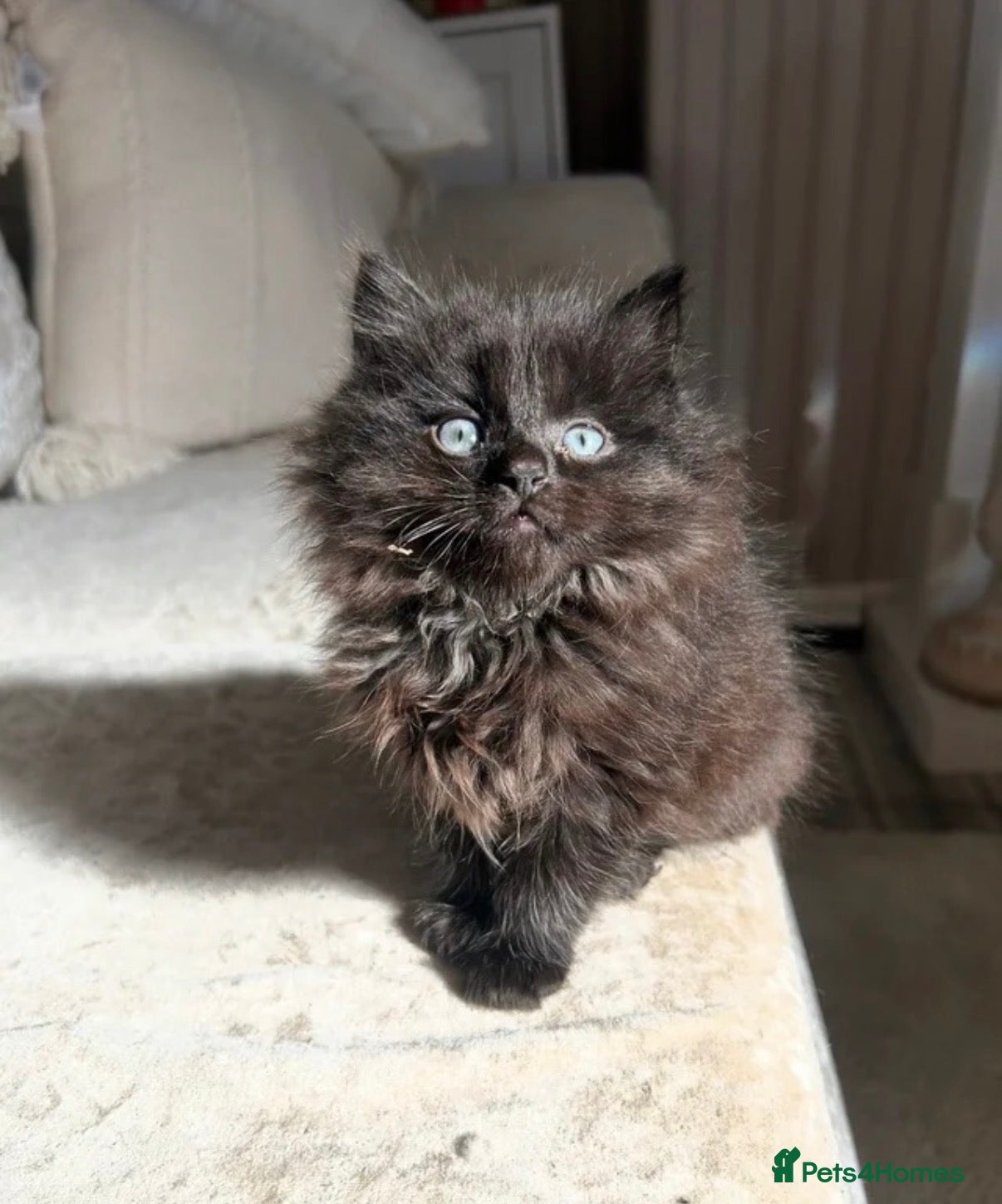 Mixed Breed cats Maine Coon Kittens - Advert 1