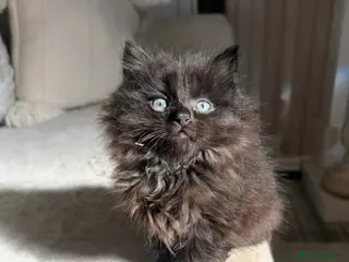 Mixed Breed cats Maine Coon Kittens - Advert 1