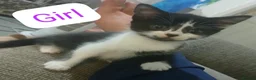 Mixed Breed cats for sale: 6 beautiful cats - Advert 3