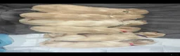 Golden Retriever dogs for sale: Mark Flanagan & Valerie Rochard  - Advert 3