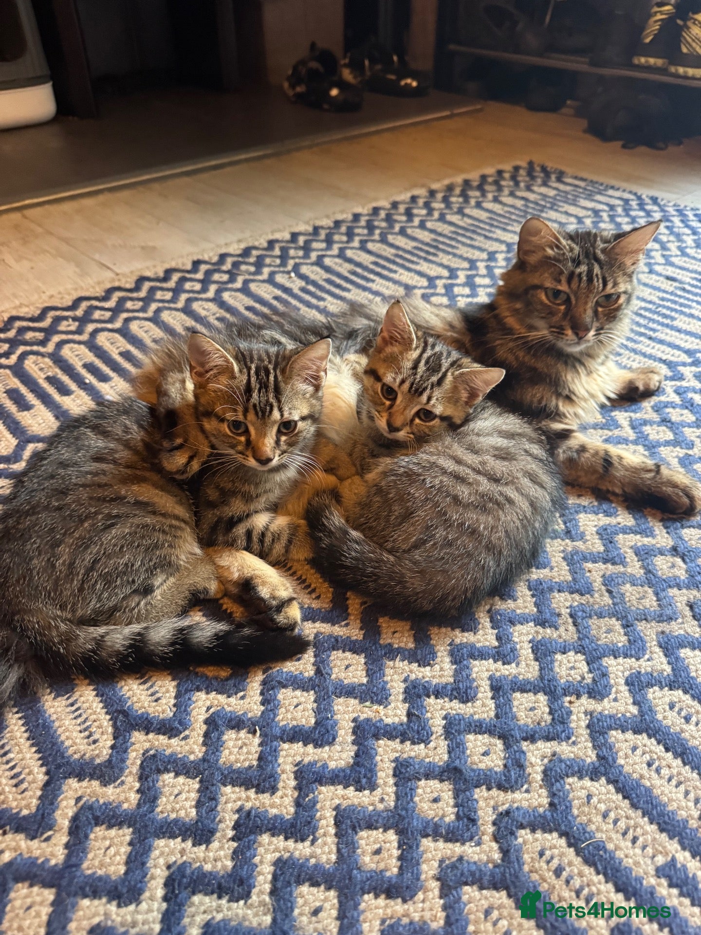 Mixed Breed cats 2 little boys ready for their new home  - Advert 1