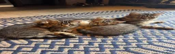 Mixed Breed cats for sale: 2 little boys ready for their new home  - Advert 1