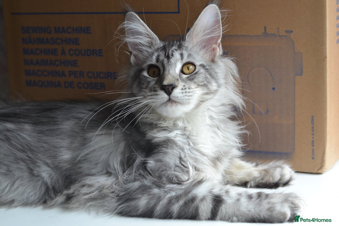 Maine Coon cats for sale: Tica Registered Maine Coon boy & girl *ready now* - Image 17
