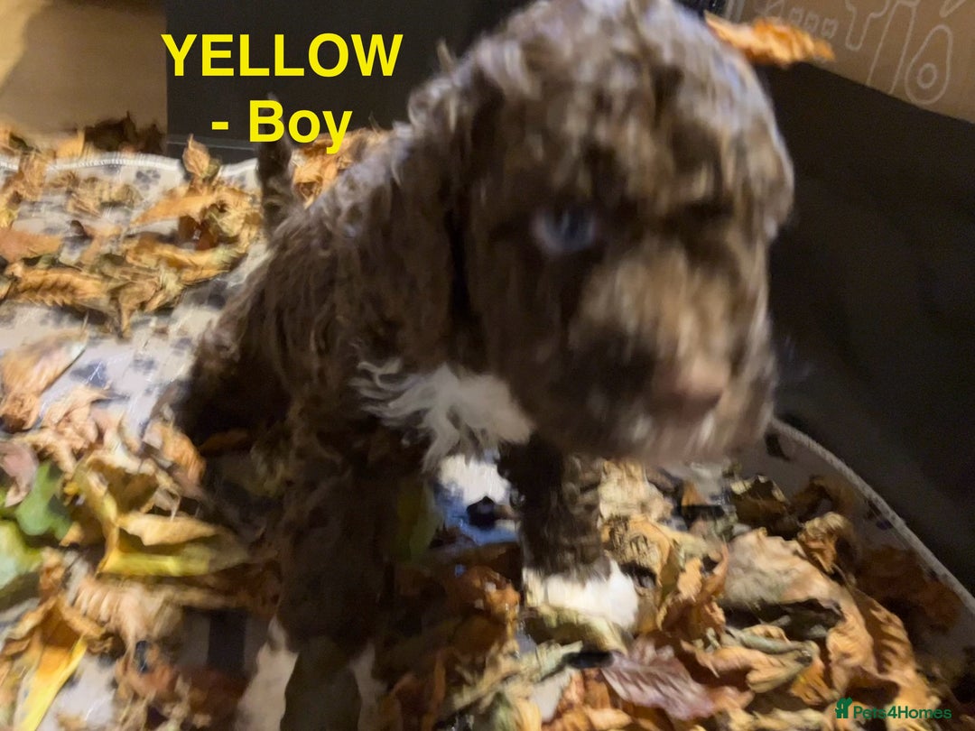 Lagotto Romagnolo dogs for sale: Stunning Litter of Pedigree Lagotto Romagnolo Pups - Image 26