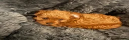 Cavapoochon dogs for sale: Therapy Puppies  - Advert 10