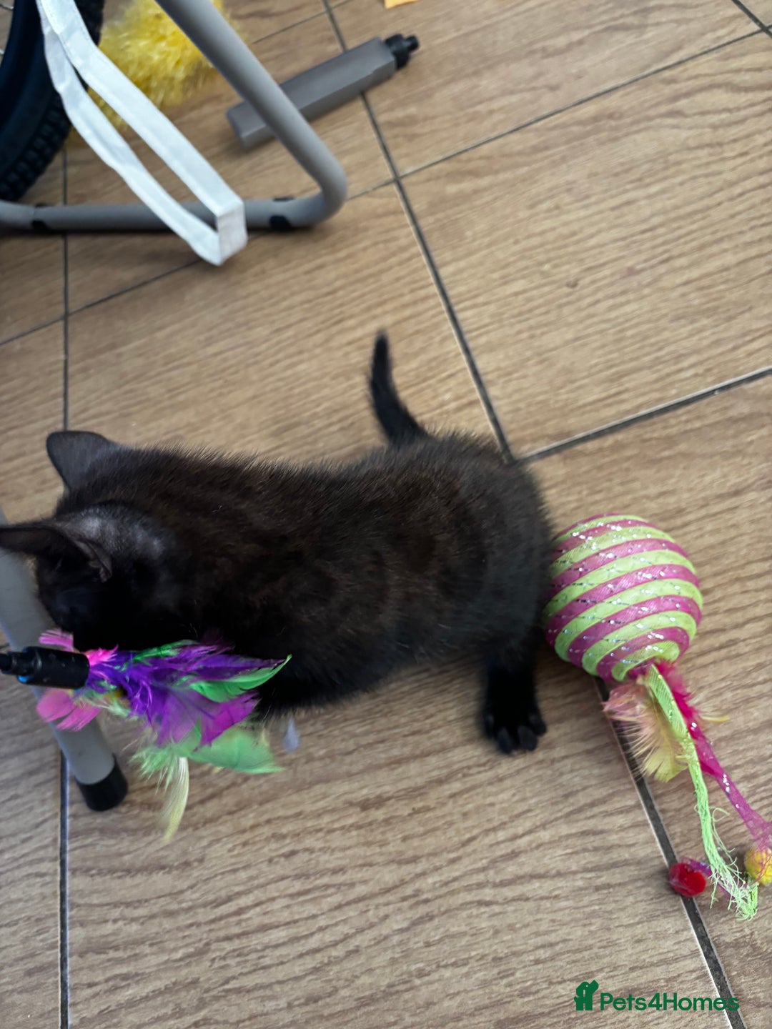 Mixed Breed cats for sale: Bengal kittens/mum bengal  - Image 9