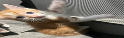 Mixed Breed cats for sale: Two gorgeous boy kittens ready to leave  - Advert 24