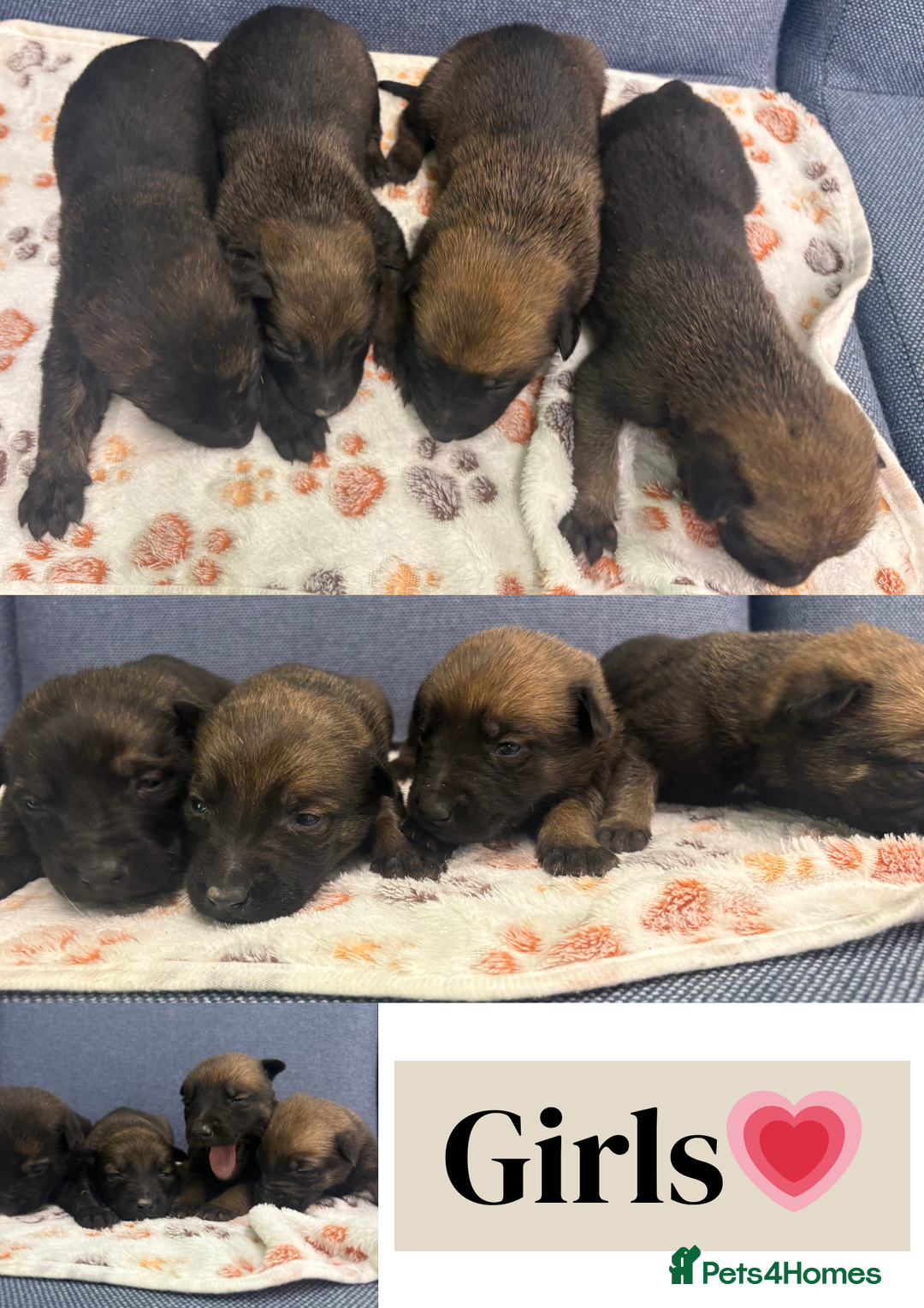 Belgian Shepherd Dog dogs for sale: 🐾Belgian Malinois Puppies Looking for Homes🐾 - Advert 7