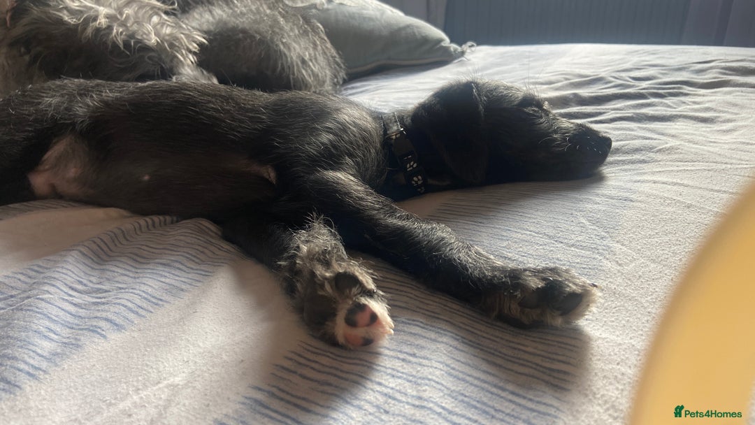 Bedlington Terrier dogs for sale: Bedlington cross whippet - Advert 5