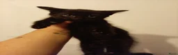 Mixed Breed cats for sale: Kitten  - Advert 12