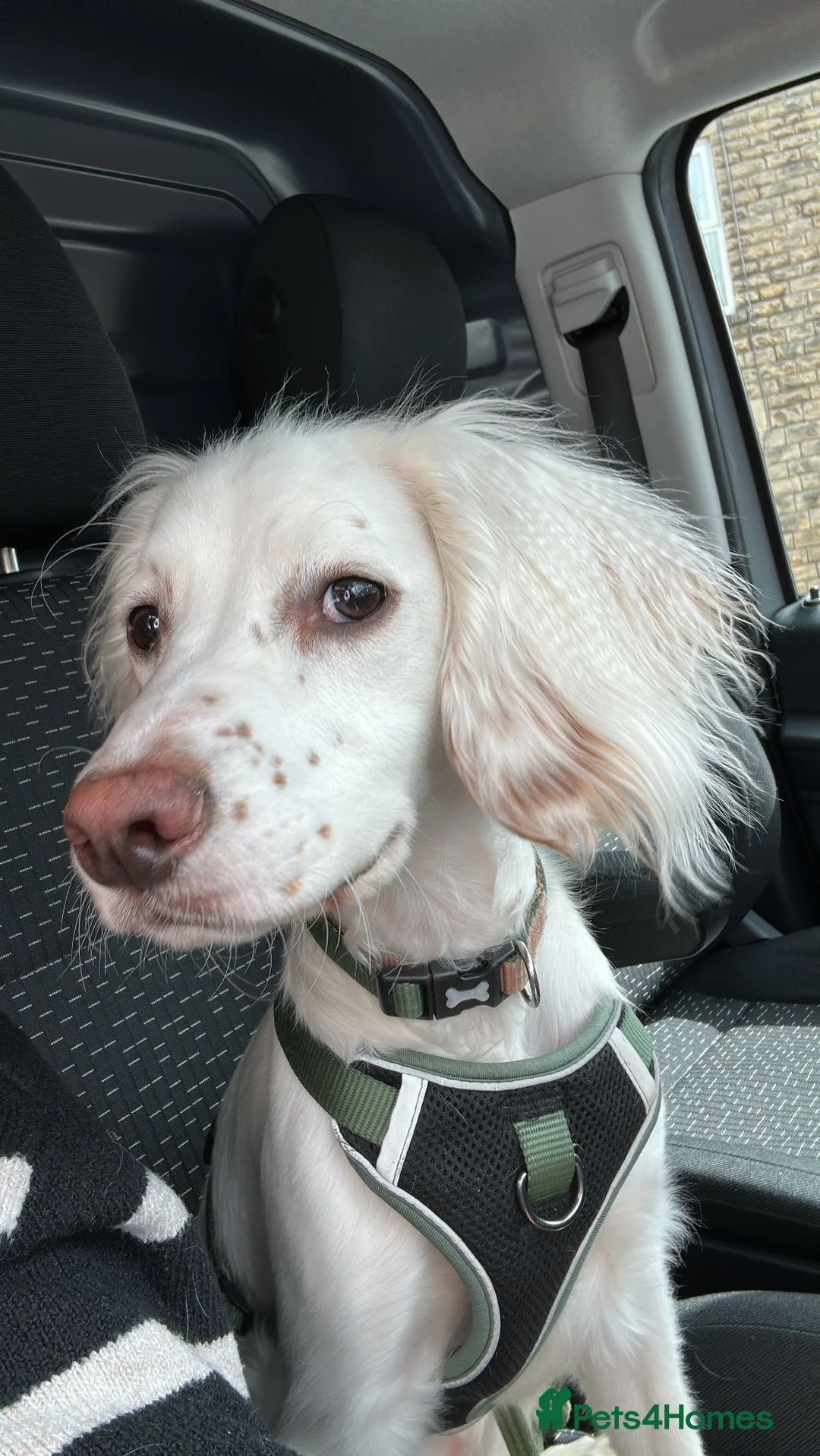 Mixed Breed dogs for sale: 11 month old Cocker Spaniel in Swindon - Advert 2