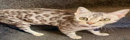 Bengal cats for sale: Beautiful Female Bengal - Advert 3