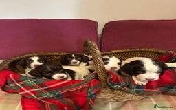 English Springer Spaniel dogs for sale: Stunning English springer spaniel  - Image 3