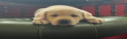 Labrador Retriever dogs for sale: 0/0 hips KC reg Health tested chunky 🐶  - Advert 6
