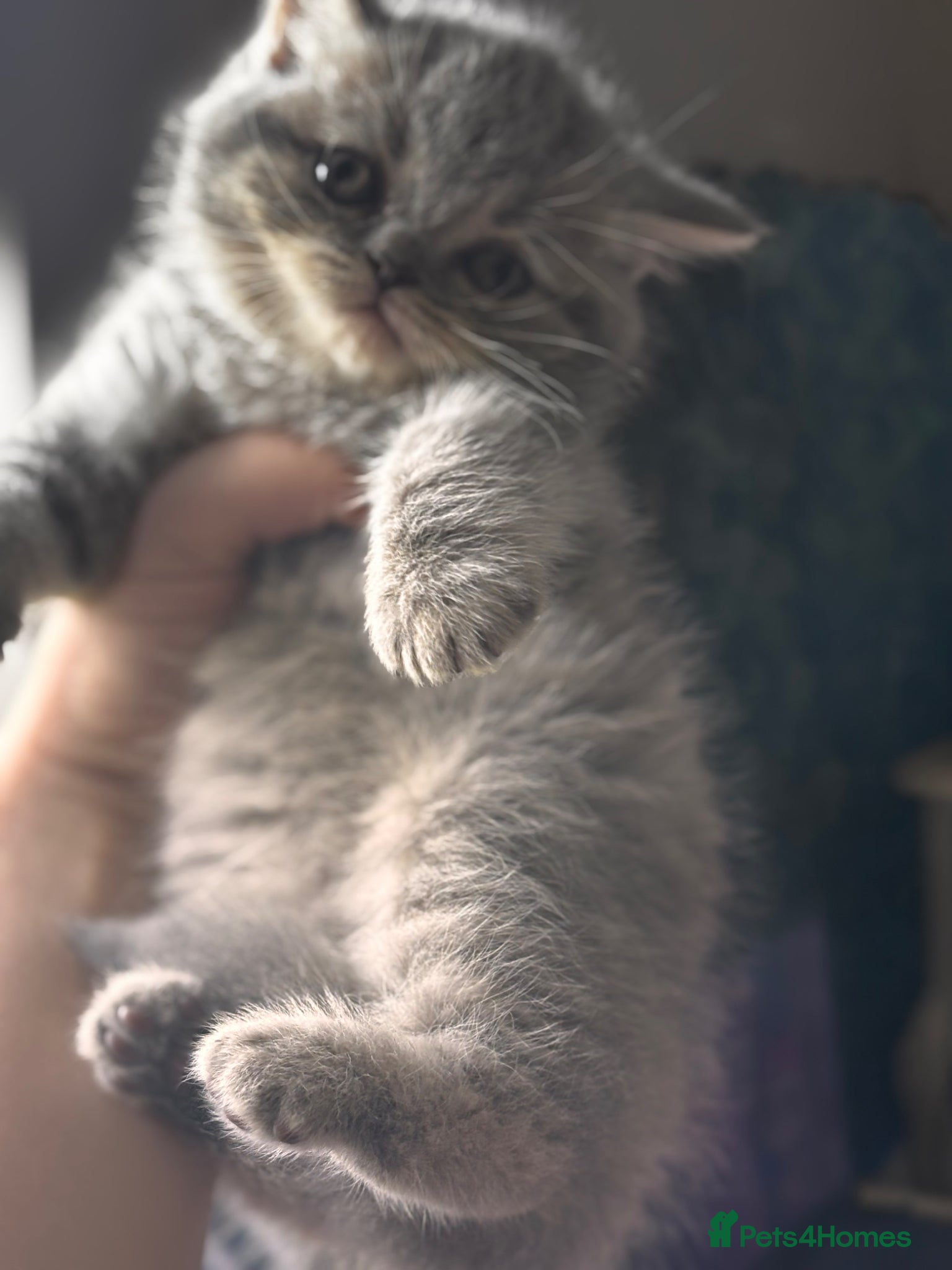 British Shorthair cats Last boy left Blue tabby’s British shorthair  - Advert 6