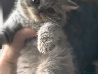 British Shorthair cats Last boy left Blue tabby’s British shorthair - Advert 6