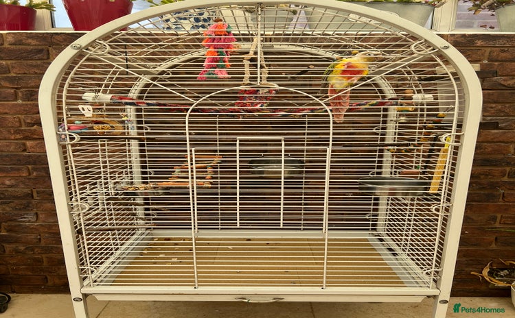 Conures birds - Advert 1