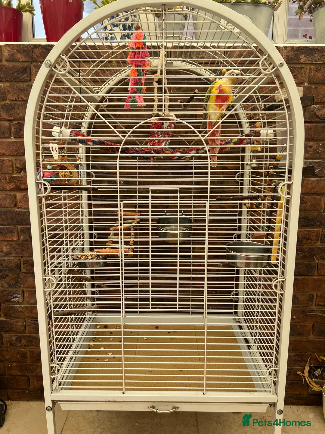 Conures birds for sale: Charlie out taking conure and large cage  - Image 1