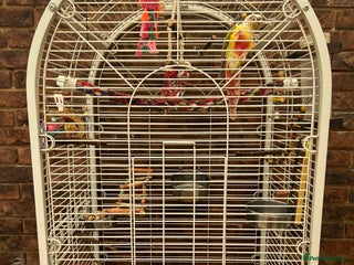 Conures birds - Advert 11