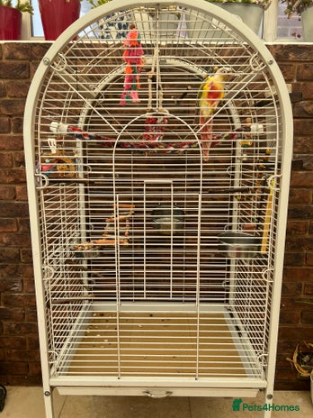 Conures birds - Advert 12