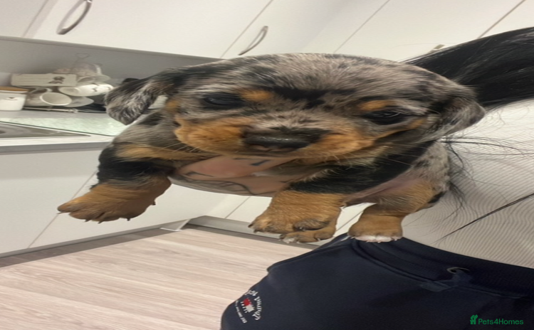 Dachshund dogs Female Dapple Dachshund   - Advert 2