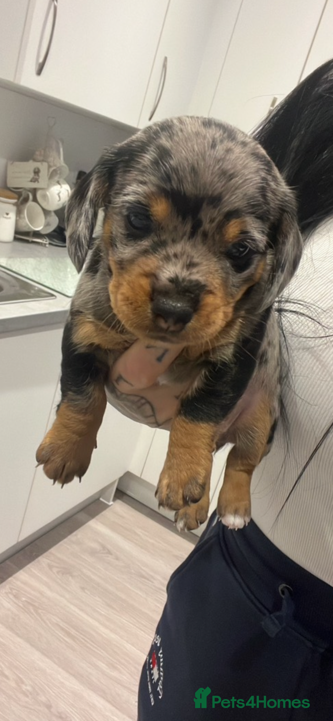 Dachshund dogs for sale: Female Dapple Dachshund   - Advert 1