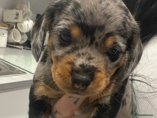 Dachshund dogs Female Dapple Dachshund - Advert 1