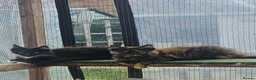 Maine Coon cats for sale: Beautiful Maine Coon Kittens - Advert 4