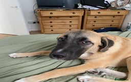 Mixed Breed dogs for sale: Billy - Image 4